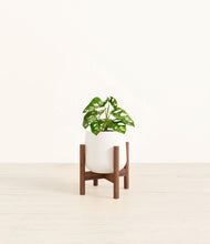 Load image into Gallery viewer, White stand:walnut
