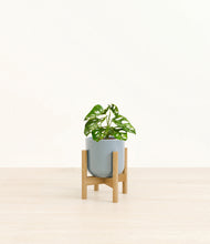 Load image into Gallery viewer, Misty Blue stand:bamboo