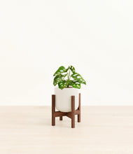 Load image into Gallery viewer, Cotton White stand:walnut
