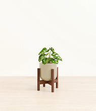 Load image into Gallery viewer, Sage Green stand:walnut