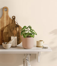 Load image into Gallery viewer, Sandy Pink