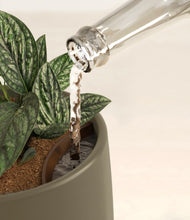 Load image into Gallery viewer, Olive stand:all