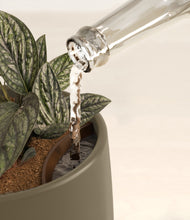 Load image into Gallery viewer, Olive stand:all