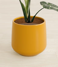 Load image into Gallery viewer, Mustard stand:all
