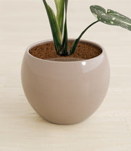 Load image into Gallery viewer, Desert Brown stand:all