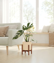 Load image into Gallery viewer, Cream stand:walnut