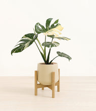 Load image into Gallery viewer, Almond Green stand:bamboo