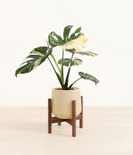 Load image into Gallery viewer, Almond Green stand:walnut