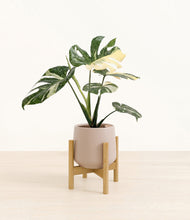 Load image into Gallery viewer, Eternal Gray stand:bamboo