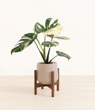 Load image into Gallery viewer, Eternal Gray stand:walnut