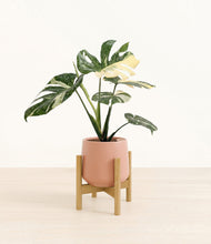 Load image into Gallery viewer, Calm Rose stand:bamboo