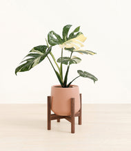 Load image into Gallery viewer, Calm Rose stand:walnut