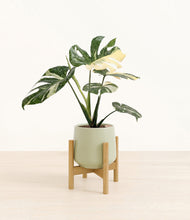 Load image into Gallery viewer, Turquoise stand:bamboo