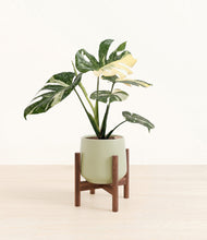 Load image into Gallery viewer, Turquoise stand:walnut
