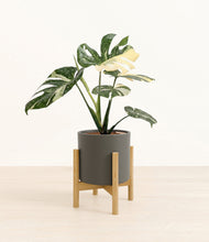 Load image into Gallery viewer, Dark Olive stand:bamboo