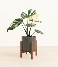 Load image into Gallery viewer, Dark Olive stand:walnut