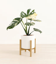 Load image into Gallery viewer, White stand:bamboo