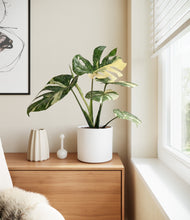 Load image into Gallery viewer, White