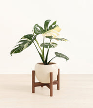 Load image into Gallery viewer, Shiny EggWhite stand:walnut