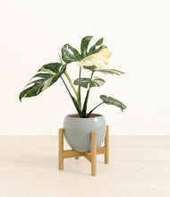Load image into Gallery viewer, Deep Ocean stand:bamboo