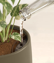 Load image into Gallery viewer, Olive stand:all