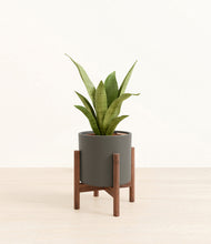 Load image into Gallery viewer, Dark Olive stand:walnut