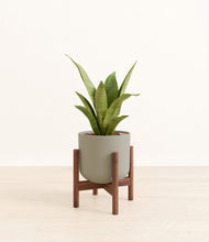 Load image into Gallery viewer, Sage Green stand:walnut