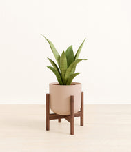 Load image into Gallery viewer, Sandy Pink stand:walnut
