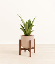 Load image into Gallery viewer, Sandy Pink stand:walnut