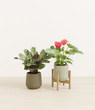 Load image into Gallery viewer, Evergreen stand:one_stand