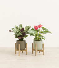 Load image into Gallery viewer, Evergreen stand:two_stands