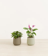 Load image into Gallery viewer, Evergreen*****Profile