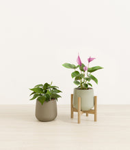 Load image into Gallery viewer, Evergreen stand:one_stand