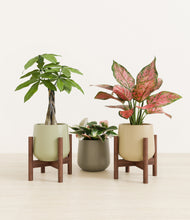 Load image into Gallery viewer, Earthy stand:two_stands
