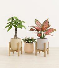 Load image into Gallery viewer, Sandy stand:two_stands
