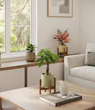 Load image into Gallery viewer, Earthy stand:two_stands