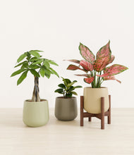 Load image into Gallery viewer, Earthy stand:one_stand
