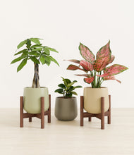 Load image into Gallery viewer, Earthy stand:two_stands