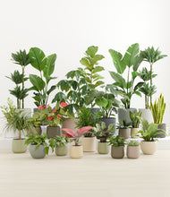 Load image into Gallery viewer, Countryside*****Profile