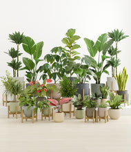 Load image into Gallery viewer, Countryside stand:fourteen_stands