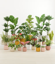 Load image into Gallery viewer, Evening Sky*****Profile