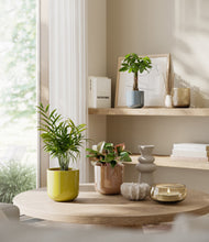 Load image into Gallery viewer, Pixie Petals