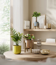 Load image into Gallery viewer, Pixie Petals stand:two_stands