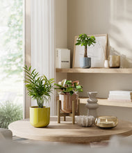 Load image into Gallery viewer, Pixie Petals stand:one_stand