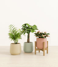 Load image into Gallery viewer, Lily Pad stand:one_stand