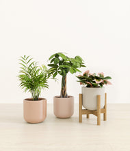 Load image into Gallery viewer, Peach Blossom stand:one_stand