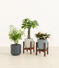 Load image into Gallery viewer, Pebble Shore stand:two_stands