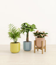 Load image into Gallery viewer, Pixie Petals stand:one_stand