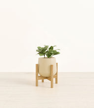 Load image into Gallery viewer, Almond Green stand:bamboo