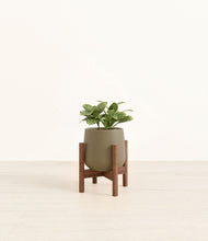 Load image into Gallery viewer, Olive stand:walnut